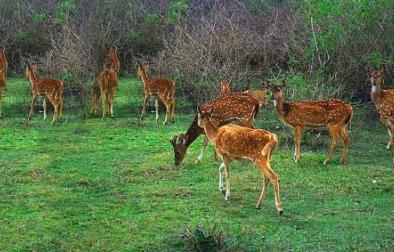 BANDIPUR NATION PARK