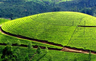 Munnar(South indian Kashmir)