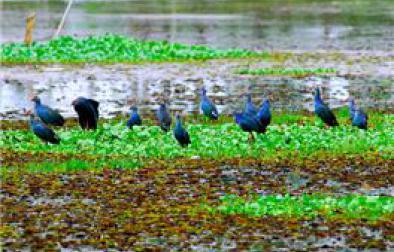 Kanyakumari, Trivandrum , Alleppey, Kumarakom , Guruvayoor, Cochin