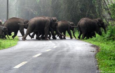 Thekkady, Munnar, Cochin